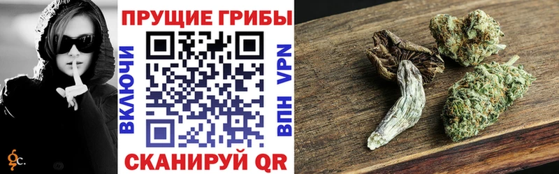 Галлюциногенные грибы Psilocybe  Грязовец 